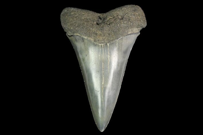 Fossil Mako Shark Tooth - South Carolina #142312